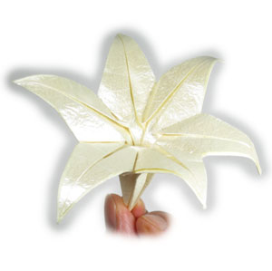 Lily 6 petals